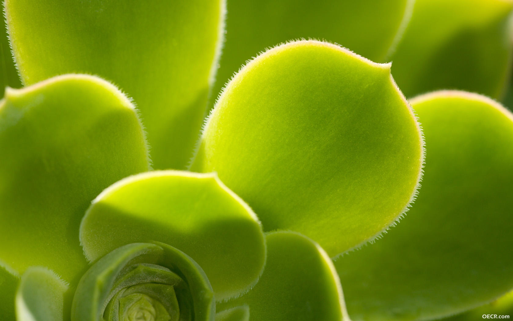 nature.jpg