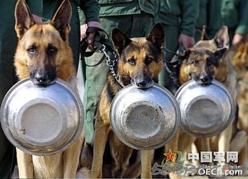 警犬打饭图.jpg