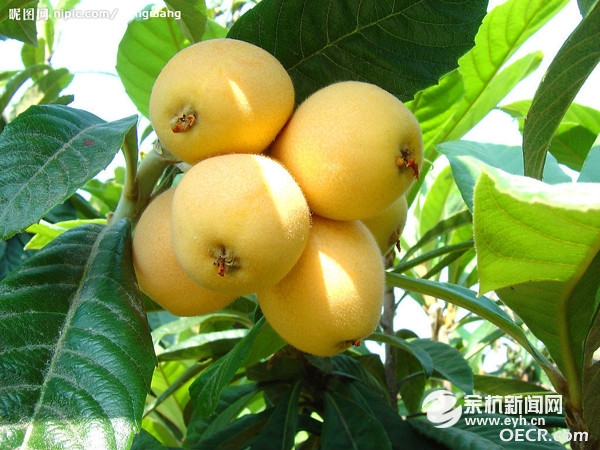 枇杷.jpg