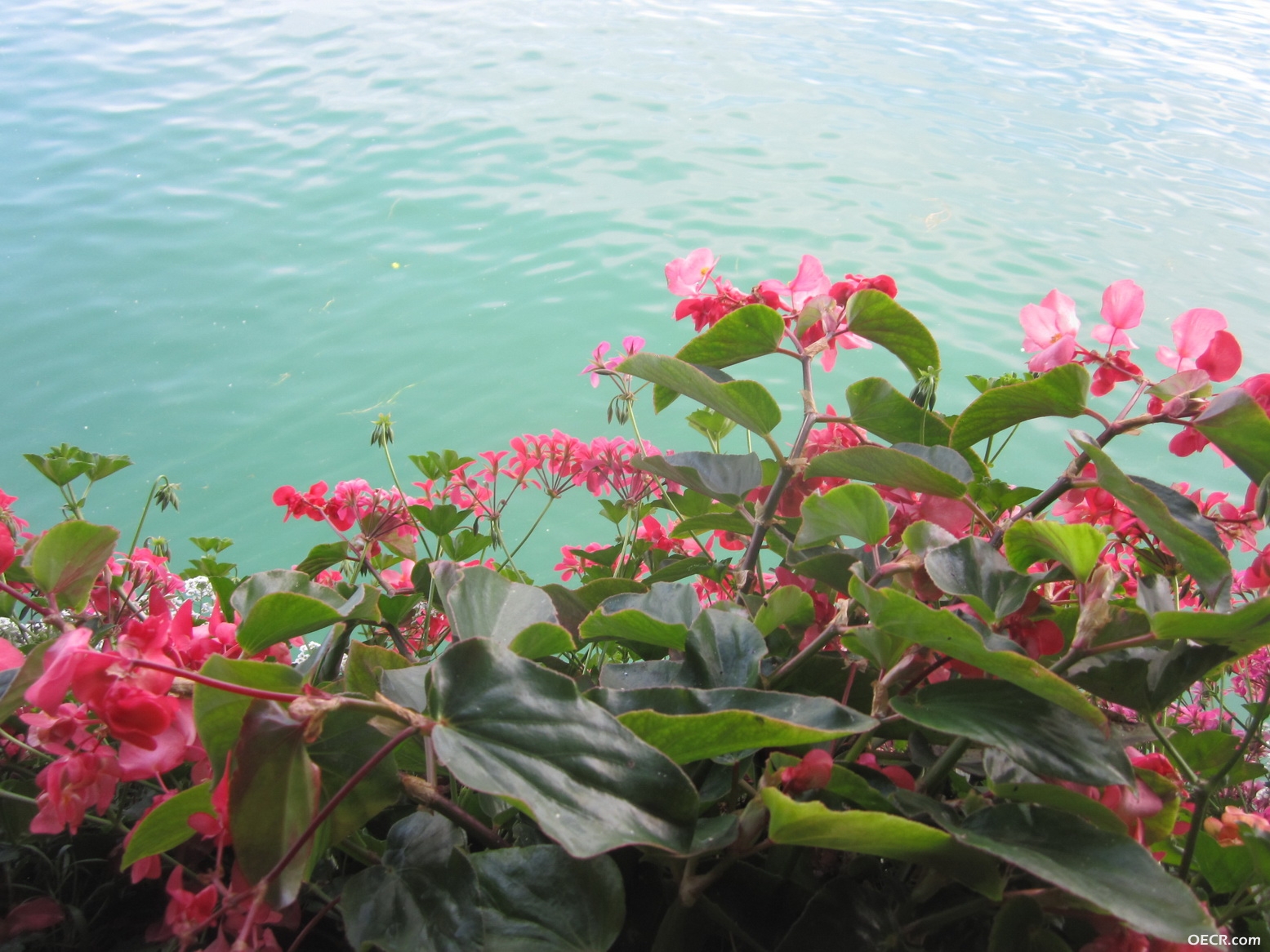IMG_2673_调整大小.JPG