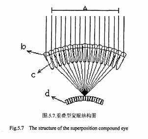 微透鏡陣列加GRIN變化.jpg