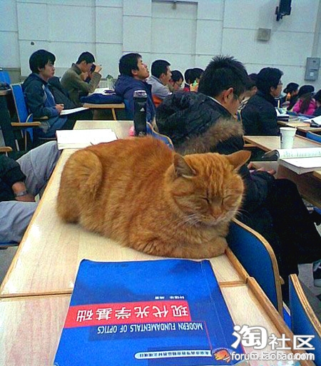 学光学的猫