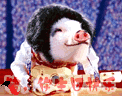 zoLU6t7a.gif