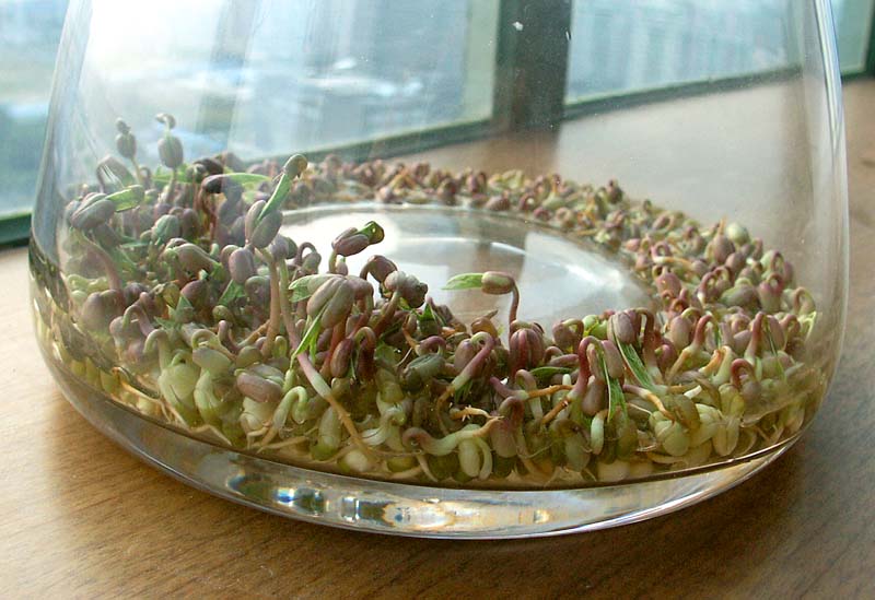 [求助][讨论]豆芽在长大