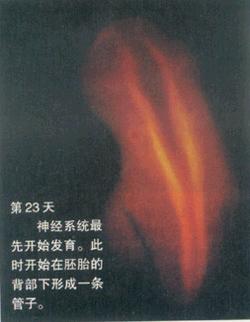 生命如此神奇--从受精卵到呱呱坠地