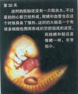 生命如此神奇--从受精卵到呱呱坠地