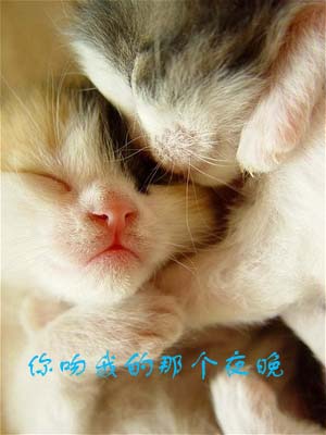 [贴图]猫咪爱情演绎版-------后来