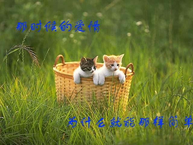 [贴图]猫咪爱情演绎版-------后来