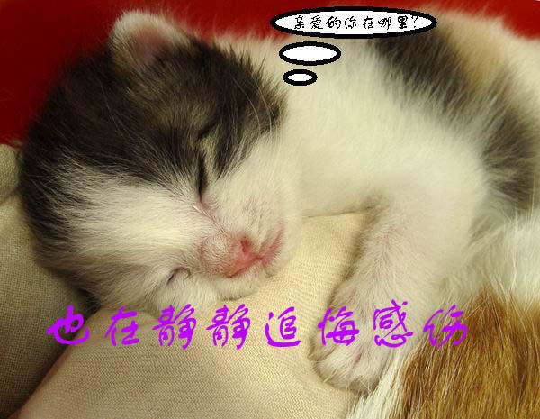 [贴图]猫咪爱情演绎版-------后来