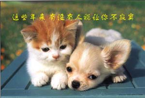 [贴图]猫咪爱情演绎版-------后来
