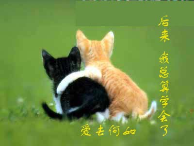 [贴图]猫咪爱情演绎版-------后来