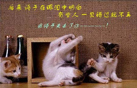 [贴图]猫咪爱情演绎版-------后来
