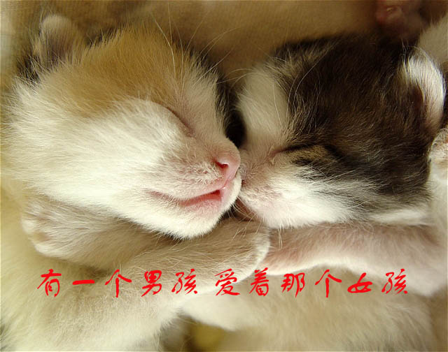 [贴图]猫咪爱情演绎版-------后来