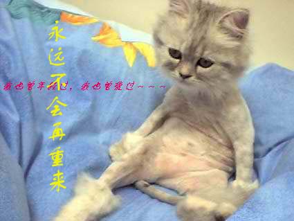[贴图]猫咪爱情演绎版-------后来