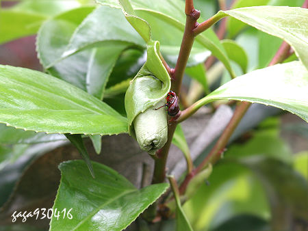 [转帖]它花了3小時50分 给寶寶築巢 （值得仔细研读）