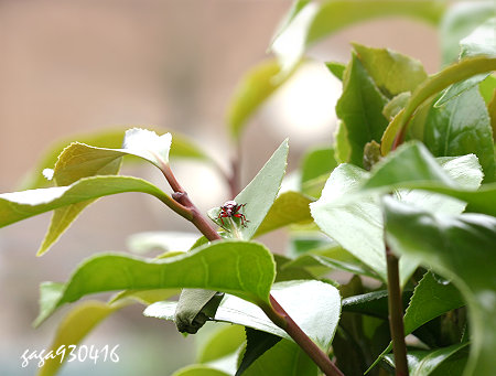 [转帖]它花了3小時50分 给寶寶築巢 （值得仔细研读）