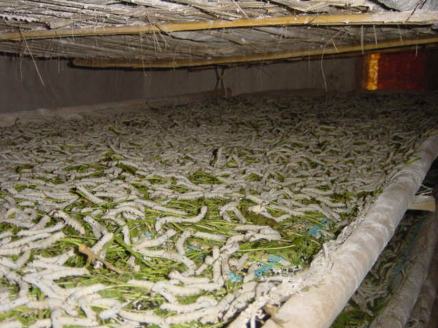 [转帖]它花了3小時50分 给寶寶築巢 （值得仔细研读）