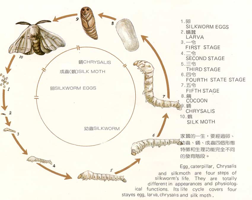 [转帖]它花了3小時50分 给寶寶築巢 （值得仔细研读）