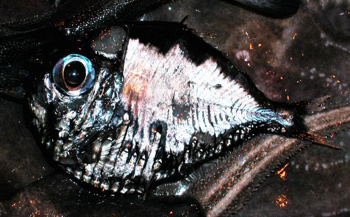 [原创]海啸后发现的深海生物，很多没看到过
