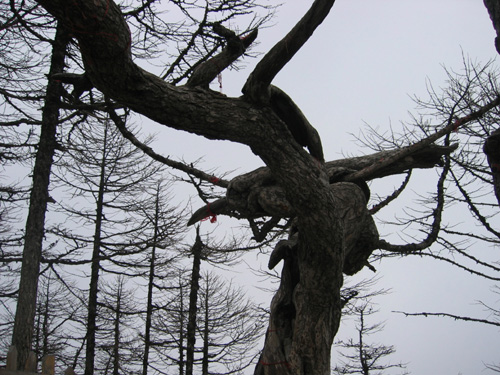 四月太白