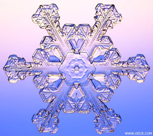 冬天的雪花 (5).jpg