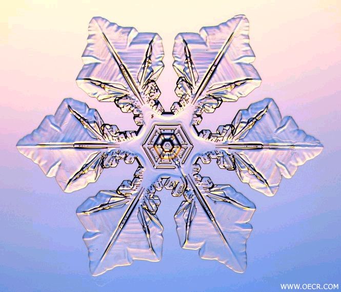 冬天的雪花 (3).jpg