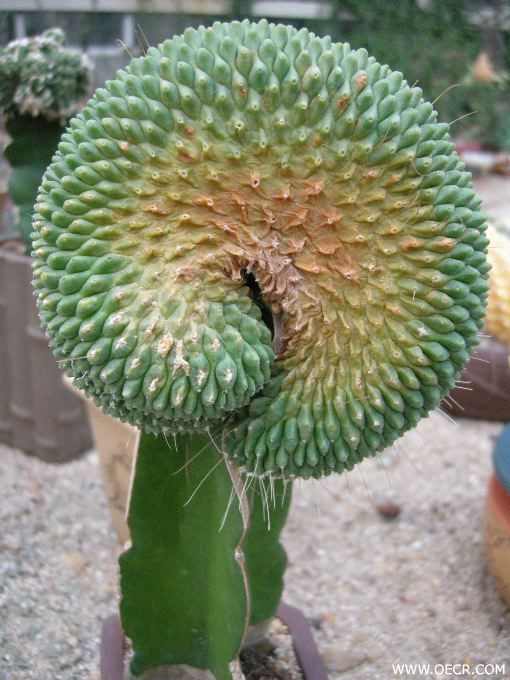 植物园 030.jpg