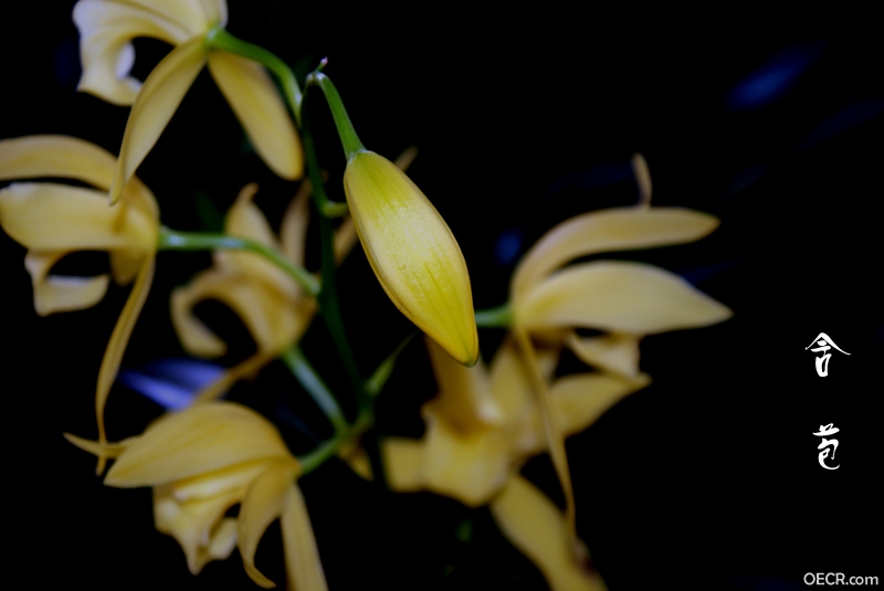 DSC01481.jpg